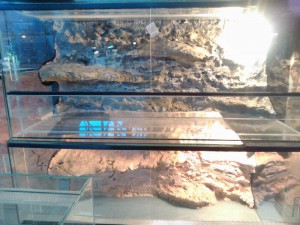 terrarium dekoracio hulloknek