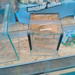 terrarium dekoracio pokoknak