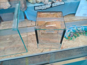 terrarium dekoracio pokoknak