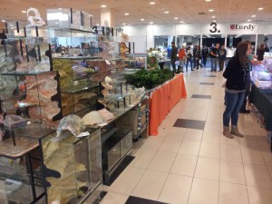 terrárium készítés