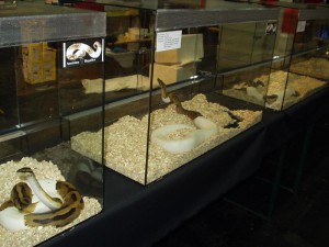 terrárium készítés